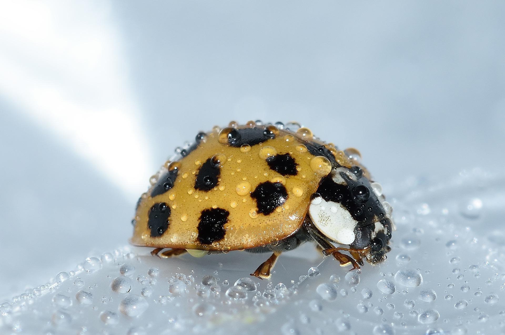 beetles-gee4780271_1920
